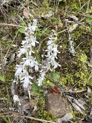 Holothrix parviflora