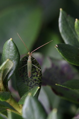 Trigonotylus