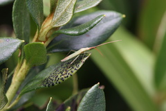 Trigonotylus