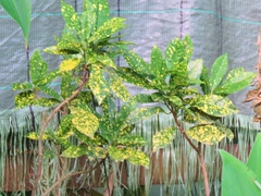 Codiaeum variegatum pictum