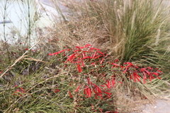 Russelia equisetiformis