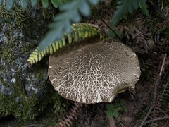 Caloboletus conifericola