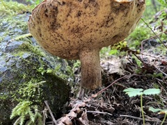 Caloboletus conifericola