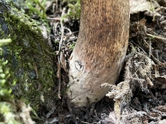 Caloboletus conifericola