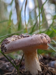 Rhodocybe