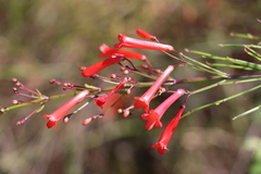 Russelia equisetiformis