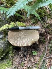 Caloboletus conifericola