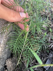 Ipomoea quamoclit