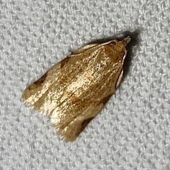 Clepsis virescana