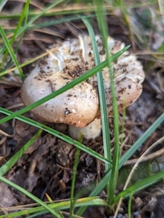 Rhodocybe
