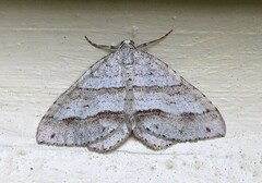 Perizoma parallelolineatum