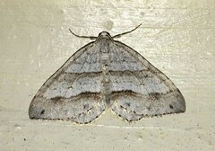 Perizoma parallelolineatum