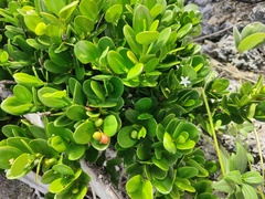 Cyclophyllum sessilifolium