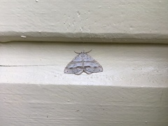 Perizoma parallelolineatum