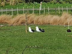 Larus dominicanus dominicanus