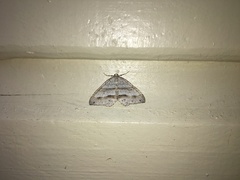 Perizoma parallelolineatum