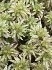 Sphagnum magellanicum