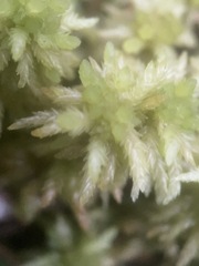 Sphagnum magellanicum
