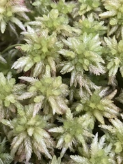 Sphagnum magellanicum