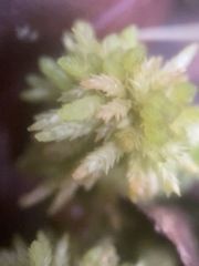 Sphagnum magellanicum