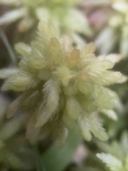 Sphagnum magellanicum