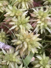 Sphagnum magellanicum