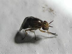 Steganopsis melanogaster