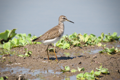 Tringa glareola