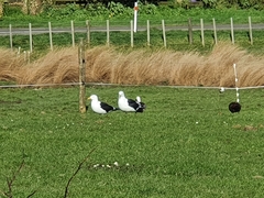 Larus dominicanus dominicanus