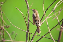 Cisticola juncidis
