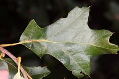 Macrodiplosis qoruca