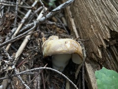 Russula fragrantissima