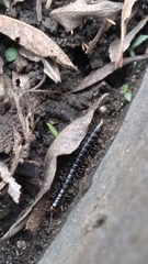 Myriapoda