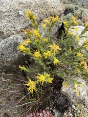 Ericameria discoidea