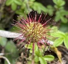Acaena ovalifolia