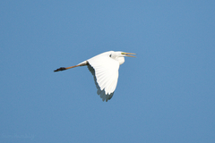 Ardea alba modesta