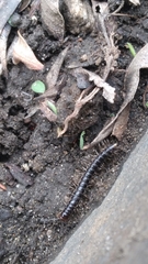 Myriapoda