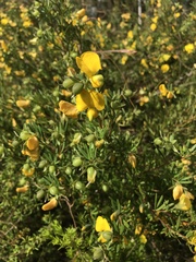 Gompholobium virgatum