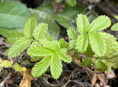 Acaena ovalifolia