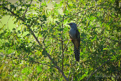 Cacomantis merulinus querulus