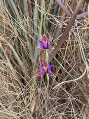 Thelymitra