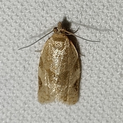 Clepsis virescana