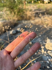 Torilis arvensis