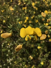 Gompholobium virgatum