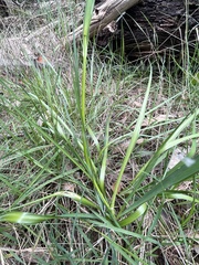 Arthropodium strictum