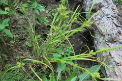 Carex retrorsa