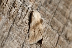 Eublemma minima