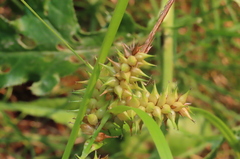Carex retrorsa