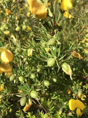 Gompholobium virgatum