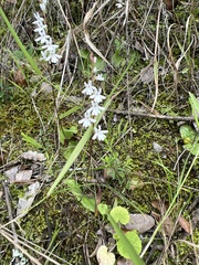 Holothrix parviflora